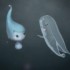 Animation for Hong Kong book publisher Longman