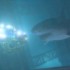 Shark and underwater world